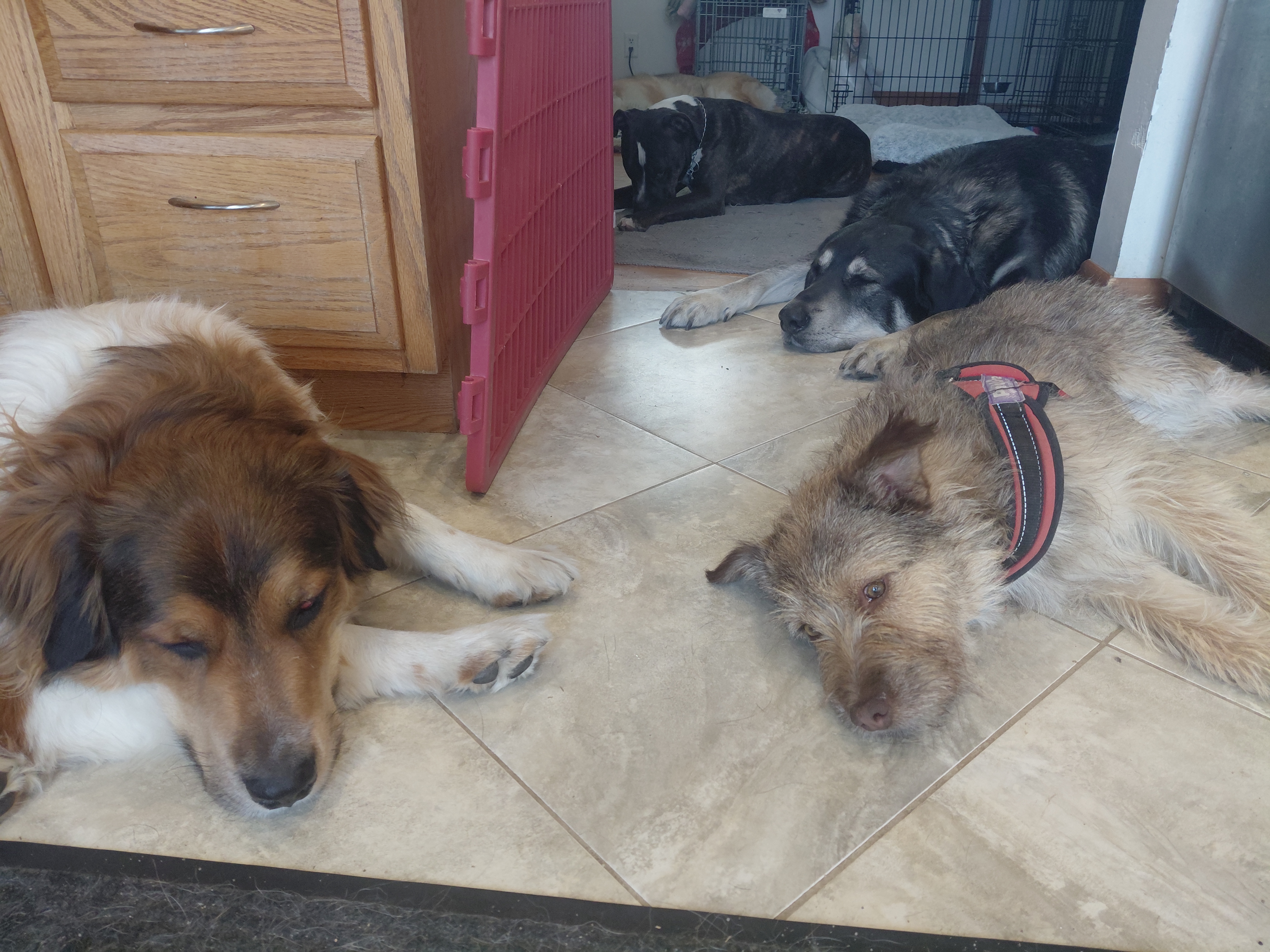 Dogs resting together in the kitchen.