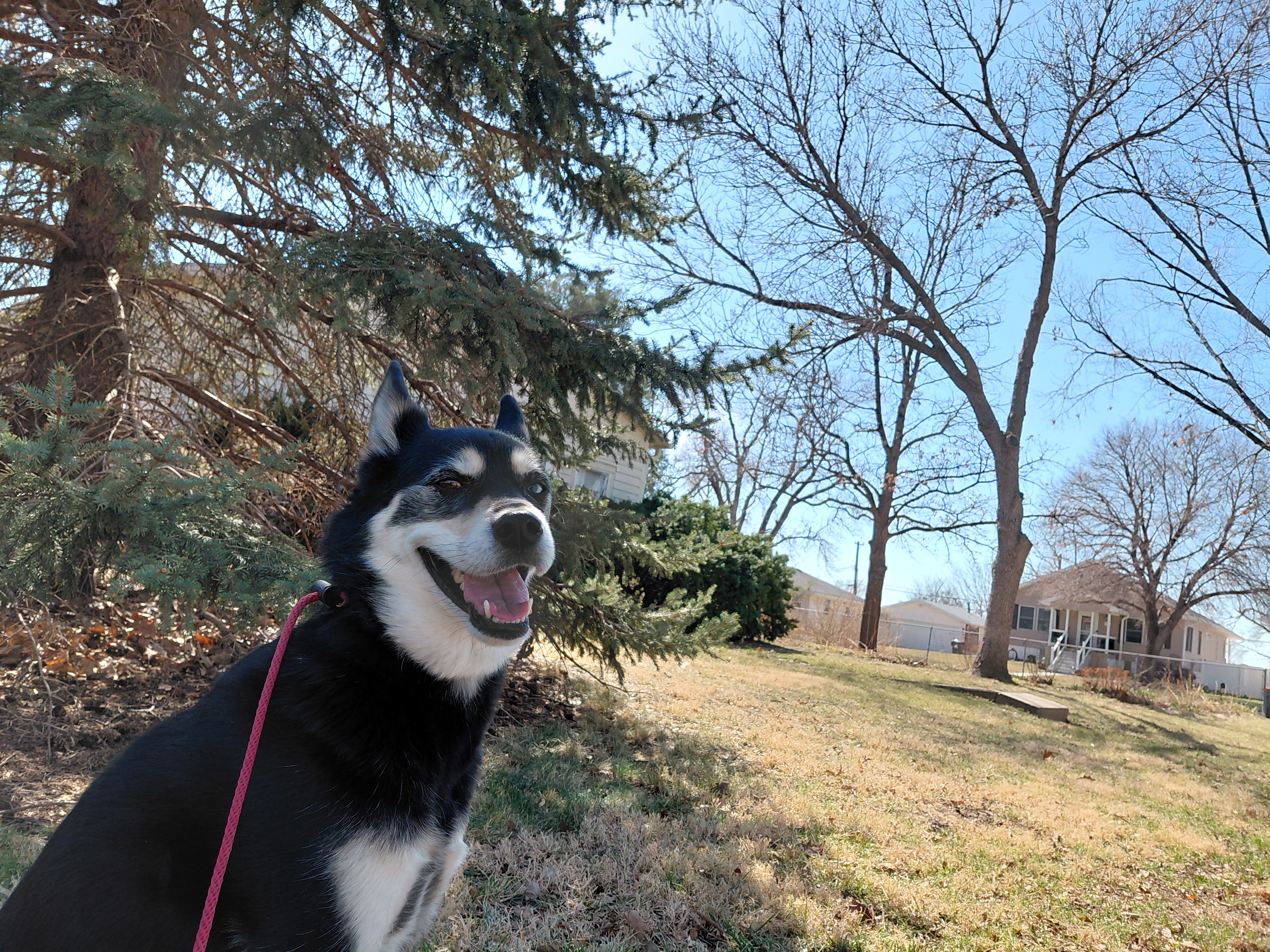 A dog running through a field.