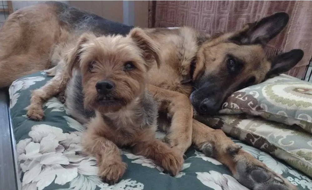 Two dogs resting together.