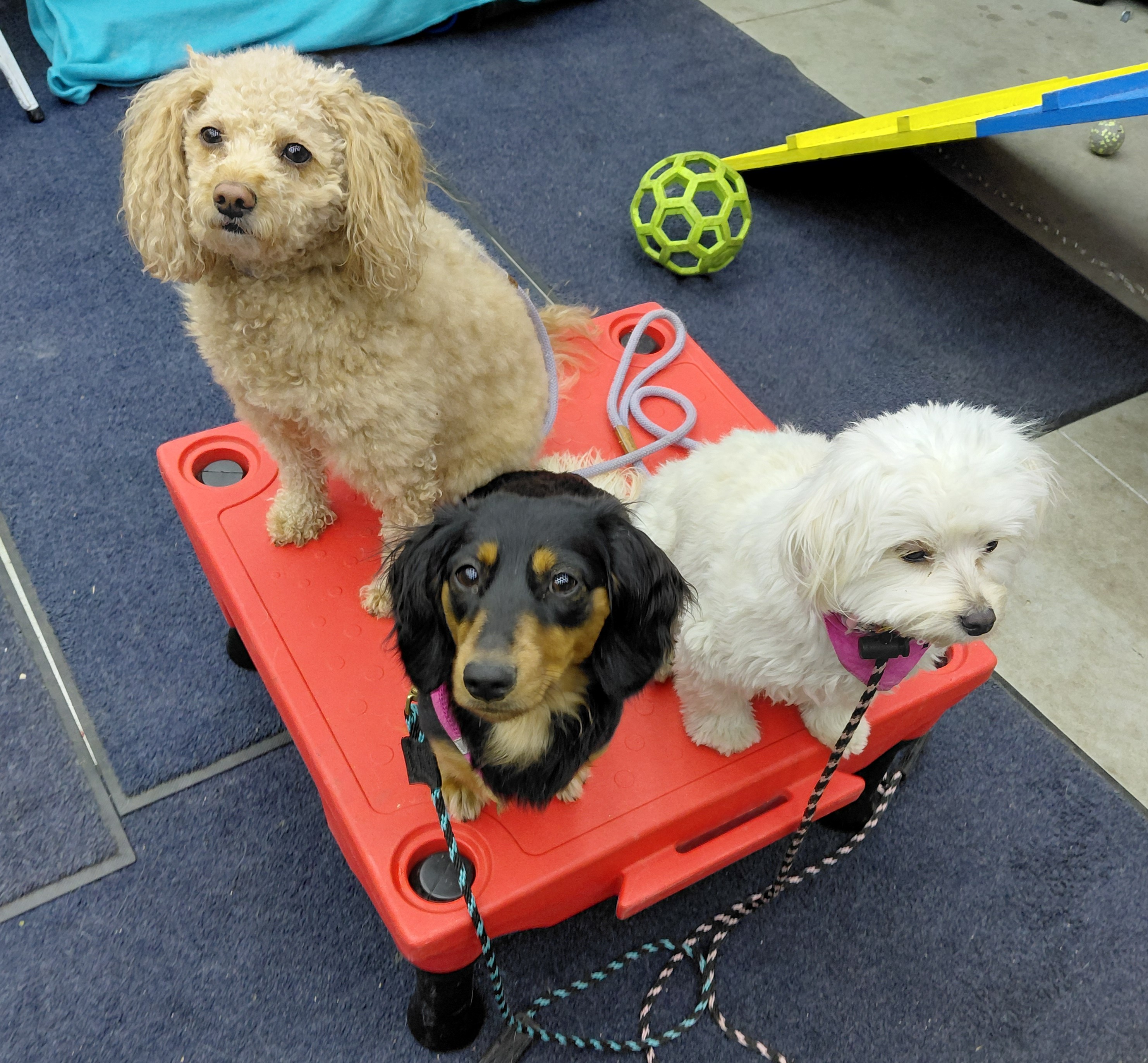Dogs paying attention during training.